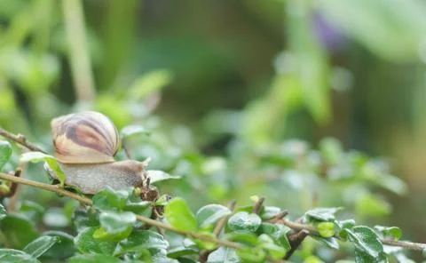 Snail on the tree Stock Photos