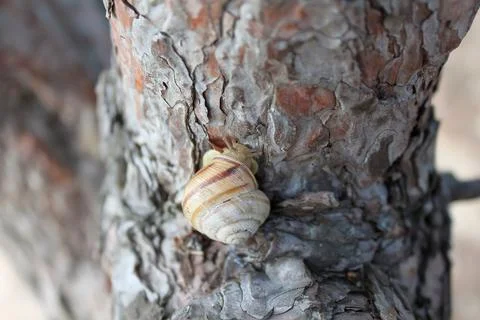 Snail on a tree Stock Photos