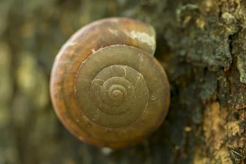 Snail on the tree Stock Photos