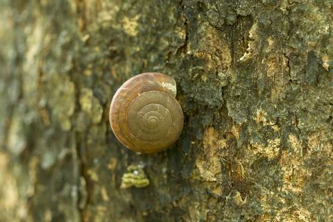 Snail on the tree Stock Photos