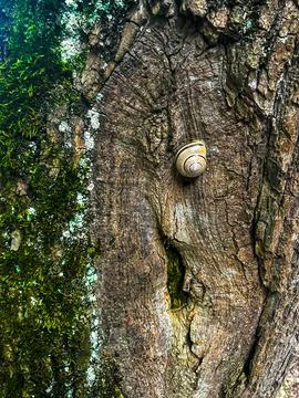 Snail on a Tree Scene Stock-Fotos