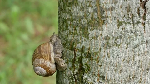 Snail on a tree side view 스톡 동영상 116540618