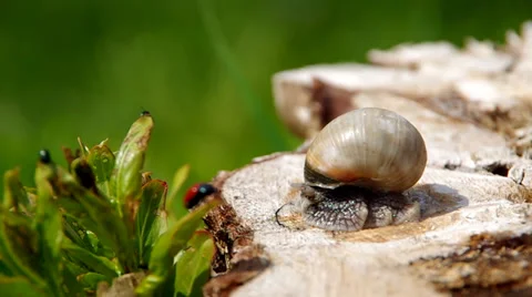 Snail on a tree stump Stock Footage 37316649