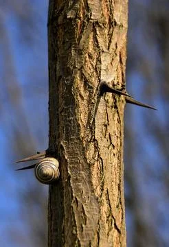 Snail on the tree with torn Stock Photos