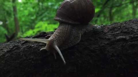 Snail on tree trunk Stock Footage 77208840