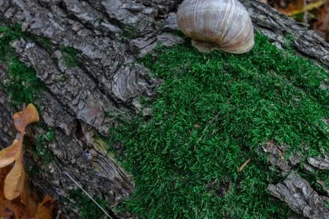 Snail on a tree trunk or log covered by green moss. Closeup view of small lan 스톡 사진