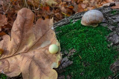 Snail on a tree trunk or log covered by green moss. Closeup view of small lan 스톡 사진