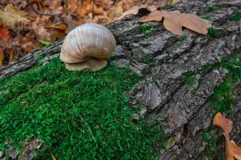Snail on a tree trunk or log covered by green moss. Closeup view of small lan 스톡 사진