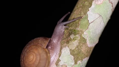 Snail on a tree trunk trying to escape. Hemiplecta siamensis Stock Footage 71612578