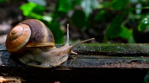 Snail in tropical rain forest. Stock Footage 50224076