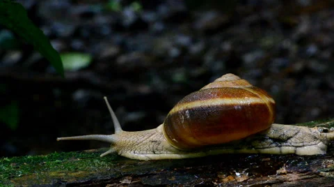 Snail in tropical rain forest. Stock-Footage 50224900