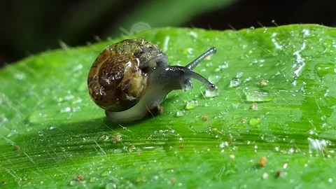 Snail in tropical rain forest. Video stock 84317013