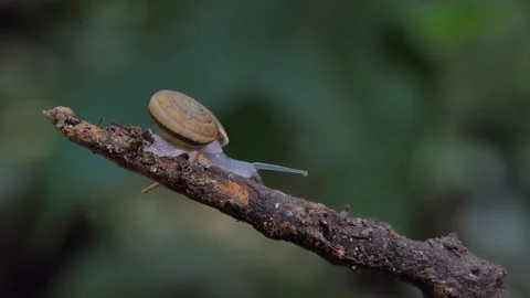 Snail in tropical rain forest. Stock-Footage 140273140