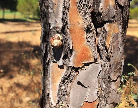 Snail on the trunk of pines. Stock Photos