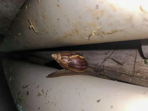 Snail in tubes Stock Photos