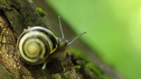 The snail turns its head 库存影片 153533722
