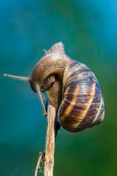 Snail on twig Stock Photos