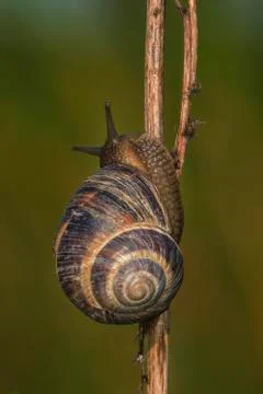 Snail on twig Stock Photos