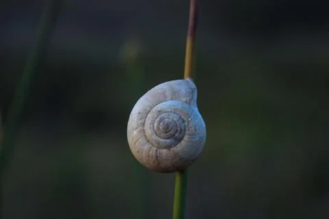 A snail on a twig. Foto stock