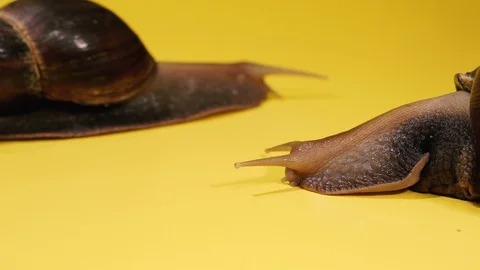 Snail. Two snails crawl on a yellow background. Stock Footage 124815918