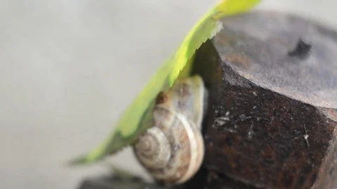 Snail under the leaf Stock Footage 97013062