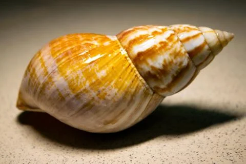 The snail under the light Foto stock