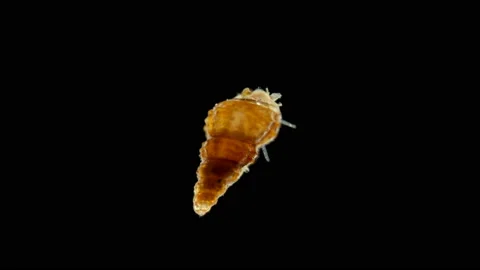 A snail under a microscope, class Gastropoda Video stock 116542340