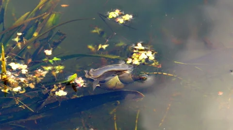 Snail underwater Video stock 42125873