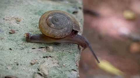 A snail unfolds at the edge of a rock surface Video stock 343835737