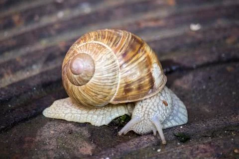 Snail on vacation Stock Photos