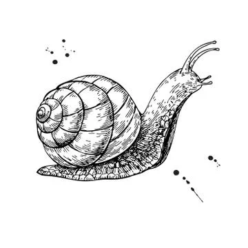 Snail vector drawing. Hand drawn isolated sketch. Engraved anima Stock Illustration