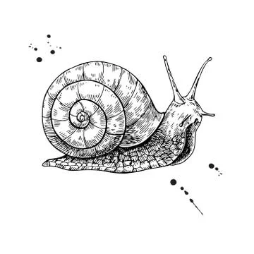 Snail vector drawing. Hand drawn isolated sketch. Engraved anima Stock Illustration