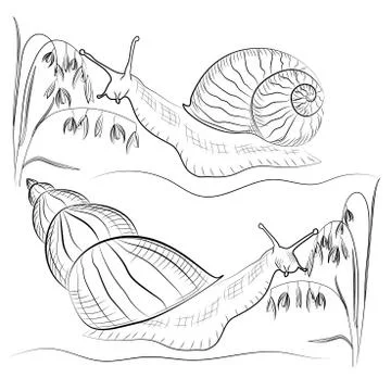 Snail vector Stock-Illustration