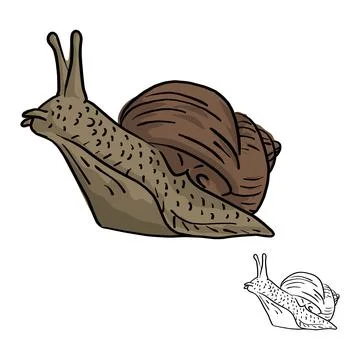 Snail vector illustration sketch doodle hand drawn with black lines isolated Stock Illustration