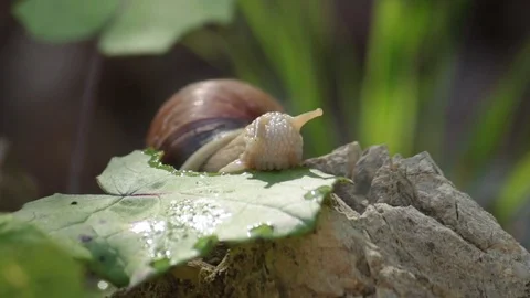 Snail vegetarian concept 動画素材 78855061