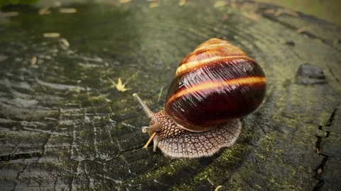Snail video close-up Stock Footage 242405857