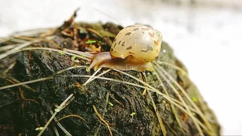 Snail video moving Stock Footage 277557879