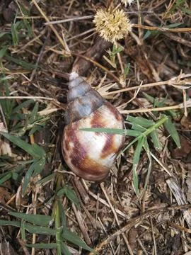 The snail view on the grass Stock Photos