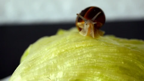 Snail Wakes Up On Lettuce Stock Footage 87198159