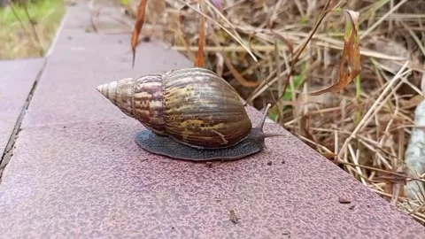 Snail walk in to the edge Stock Footage 226100636