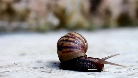 Snail on Walk Stock Footage 116860080