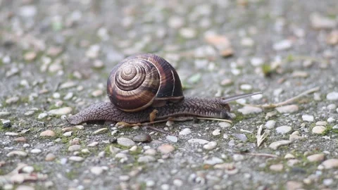 Snail walking After Rain with focus Video stock 243525411