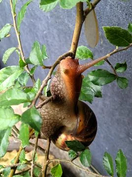 A snail walking along a tree branch Stock Photos