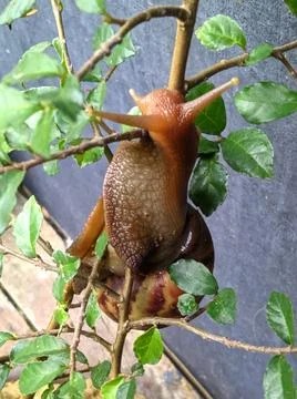 A snail walking along a tree branch Stock Photos