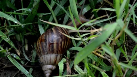 Snail walking among the grass Video stock 230210974