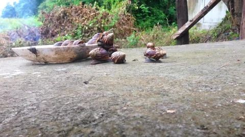 Snail walking around plate time lapse Vídeo Stock 68990132
