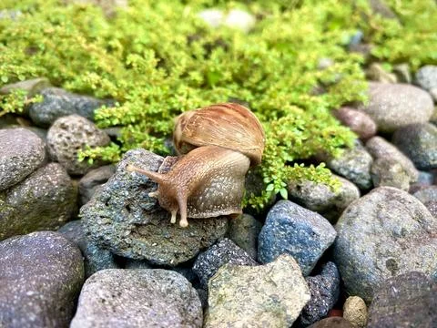 Snail walking between the rocks or stones and green grass vines Stock Photos