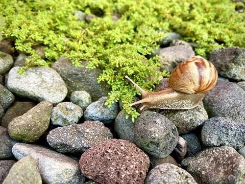 Snail walking between the rocks or stones and green grass vines Stock Photos