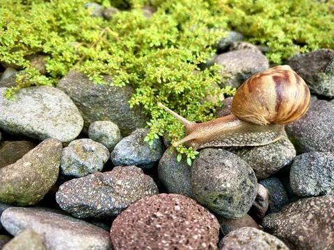 Snail walking between the rocks or stones and green grass vines Stock Photos