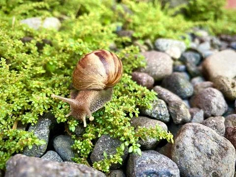 Snail walking between the rocks or stones and green grass vines Stock Photos